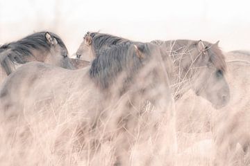 Chevaux Konik dans les Oostvaardersplassen | photographie de voyage imprimée | Pays-Bas