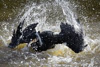 Cormorant splashes in the water