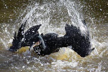 Éclaboussures de cormorans dans l'eau sur Nicolette Vermeulen