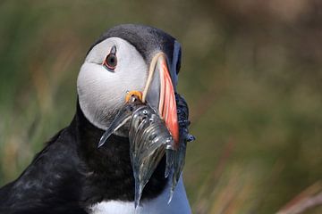 Puffins with sandeels Iceland by Frank Fichtmüller