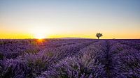 Lavendel