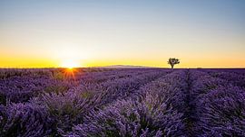 Les lavandes sur Manjik Pictures