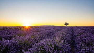 Lavendel van Manjik Pictures