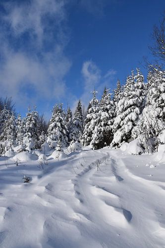 Een besneeuwd bos na de storm