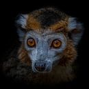 Dark Animal Portrait van kroonmaki von Ron Meijer Photo-Art Miniaturansicht