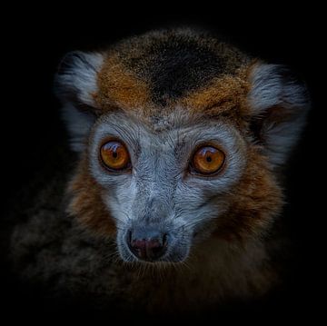 Dark Animal Portrait van kroonmaki