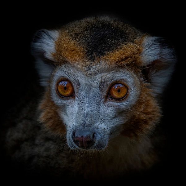 Dark Animal Portrait van kroonmaki van Ron Meijer Photo-Art