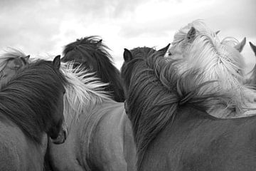 ISLANDSE PAARDEN 8 van Miroslav Ptacek