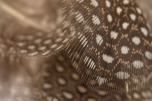 Natuurlijke Bruintinten:  Veertjes van een parelhoen