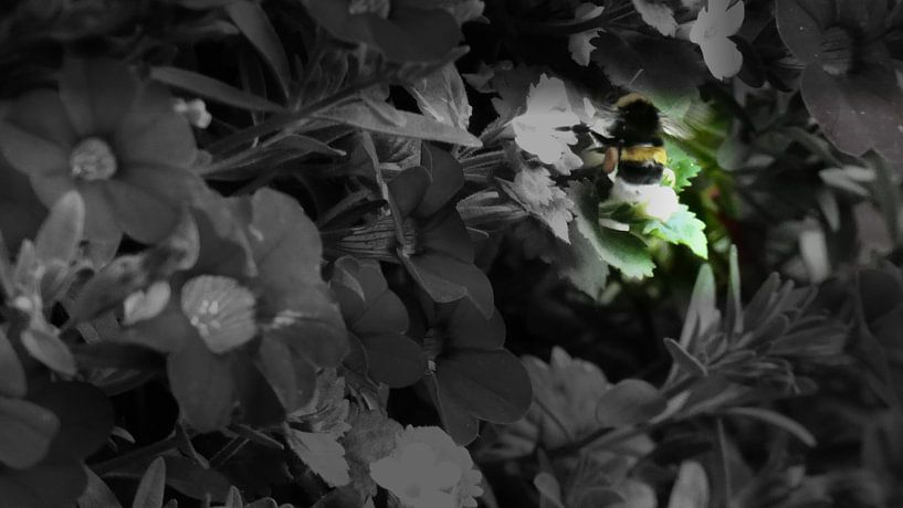 Een zwart-wit foto van een bij von Veluws