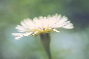 Wilde Blume in Pastellfarben von Anouschka Hendriks