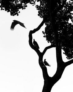 Vögel Silhouette auf einem Baum hockend und im Flug Poster