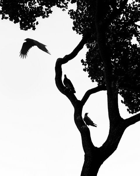 Vögel Silhouette auf einem Baum hockend und im Flug Poster von Andreea Eva Herczegh