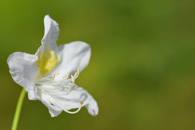 Single Rododendron flower against a green background by Ulrike Leone