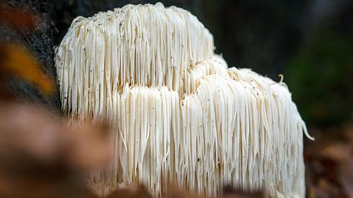 Rare champignon à perruque dans la forêt sur Fotografiecor .nl