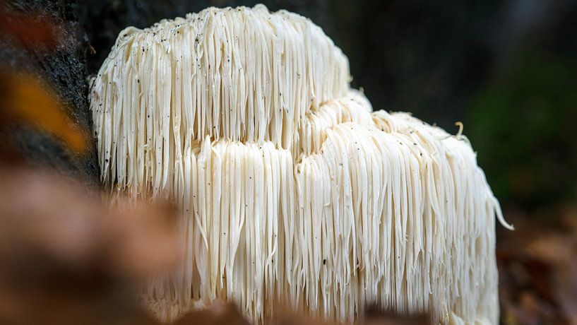 Seltener Perückenpilz im Wald von Fotografiecor .nl