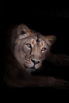een mogelijke vrouwelijke leeuwin kijkt je rustig en onderzoekend aan, de blik van een leeuwin is ee van Michael Semenov