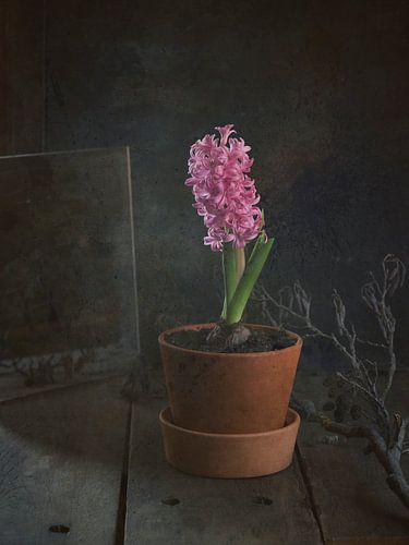Blumenstillleben: Hyazinthe von Augen | Blicke Foto-Art