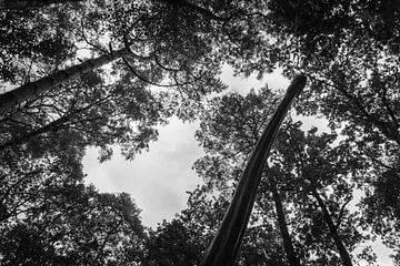Black and white silhouette of trees and a brachiosaurus saw from below van Cristina Llavata