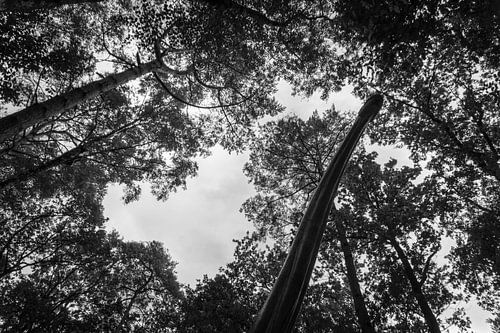 Black and white silhouette of trees and a brachiosaurus saw from below