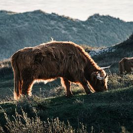 Weidende schottische Highlander in den Dünen von Rob Rollenberg