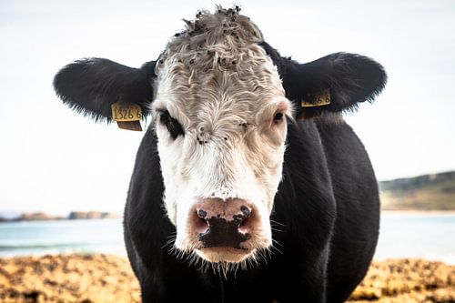 Strandkuh von Michael Karl Knop