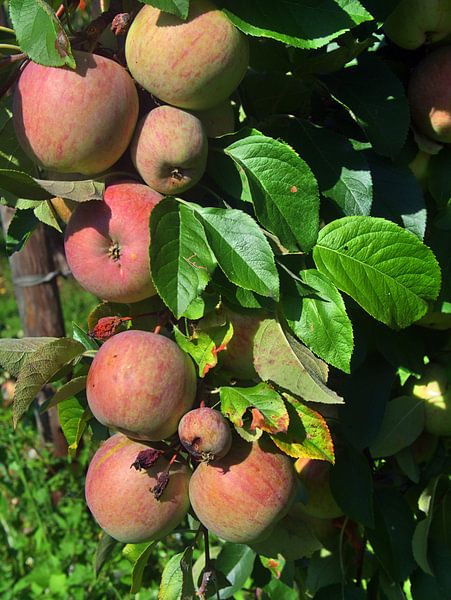 Arbre d'Apel 1 par Edgar Schermaul