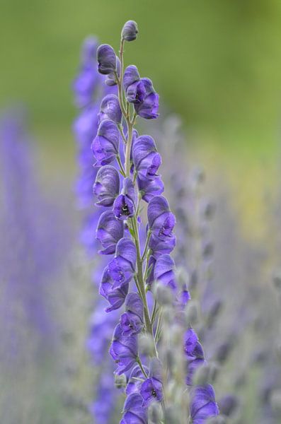 Monnikskap  von Yvonne van der Meij