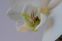 Orchid