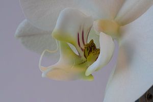 Orchidée sur Jean's Photography