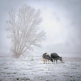 cows in snowstorm by Peter Smeekens