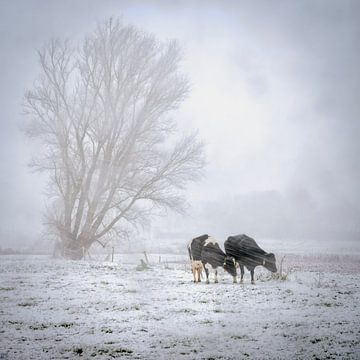 koeien in sneeuwstormpje van Peter Smeekens
