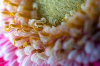Het hart van de Gerbera