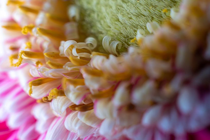 The heart of the Gerbera by Elma Mud