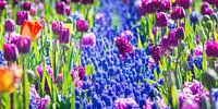 Lots of flowers