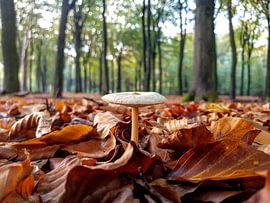 Herbst 2019 von Herman van Alfen