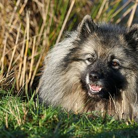 Wolfsspitz von Anne Ponsen