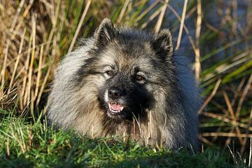 Wolfsspitz von Anne Ponsen