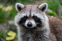 Raccoon