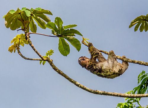 Luiaard in boom in Costa Rica