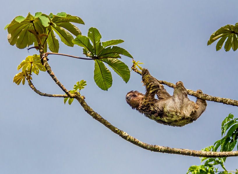 Paresseux dans un arbre au Costa Rica par Corno van den Berg