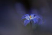 Snowdrop