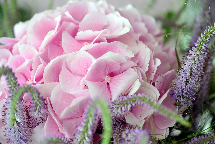 Hortensia  by Aafke Hoekstra de Jong