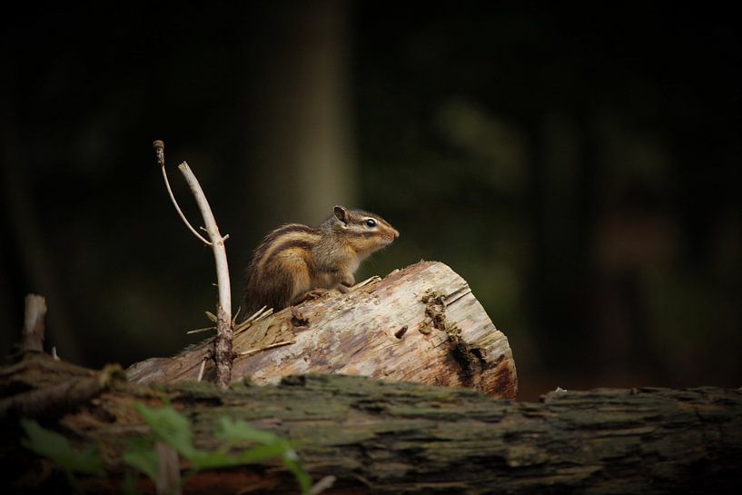 Eichhörnchen in Warande von Yvonne van Summeren