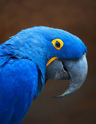 Portret van een hyacinthara tegen een donkere achtergrond. Blauwe papegaai