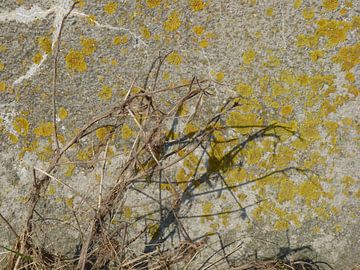 Ombre plante  lichen mur sur Alies werk