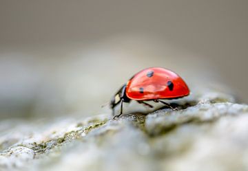 On the Run  van Boris de Weijer