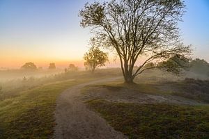 Pfad in einer Heidelandschaft bei Sonnenaufgang