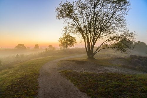 Path in a heather landscape during sunrise