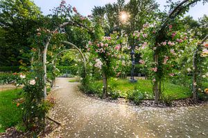 Jardin de roses dans le parc municipal de Chemnitz